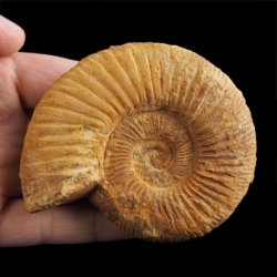 AMONIT Perisphinctes - 87 mm - JURA GÓRNA - MADAGASKAR