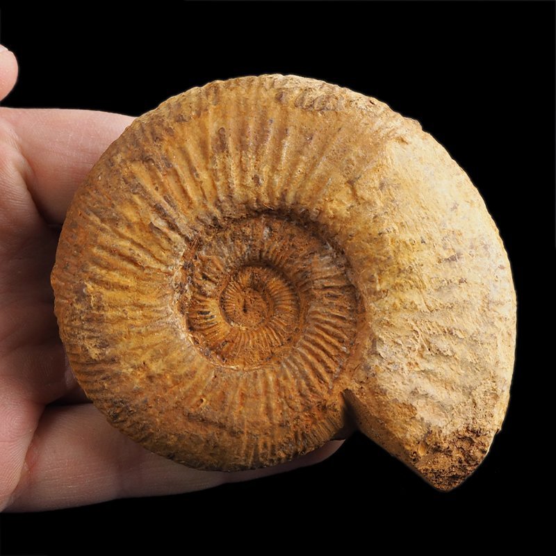 AMONIT Perisphinctes - 87 mm - JURA GÓRNA - MADAGASKAR