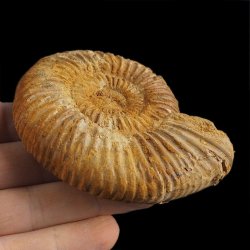 AMONIT Perisphinctes - 83 mm - JURA GÓRNA - MADAGASKAR