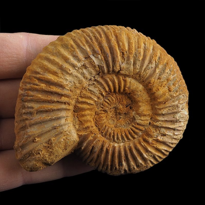 AMONIT Perisphinctes - 83 mm - JURA GÓRNA - MADAGASKAR
