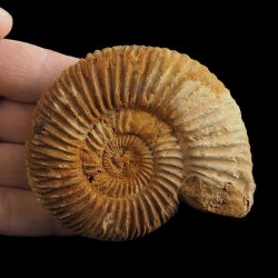 AMONIT Perisphinctes - 83 mm - JURA GÓRNA - MADAGASKAR