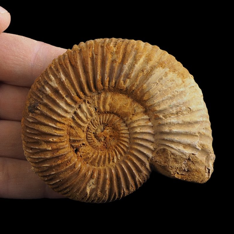 AMONIT Perisphinctes - 83 mm - JURA GÓRNA - MADAGASKAR