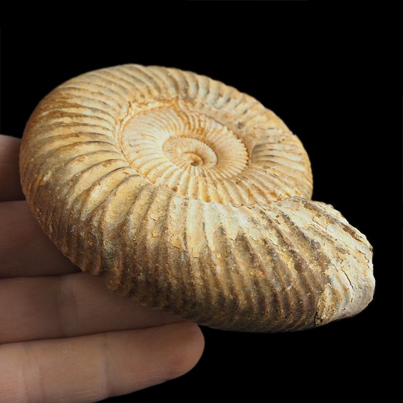 AMONIT Perisphinctes - 96 mm - JURA GÓRNA - MADAGASKAR
