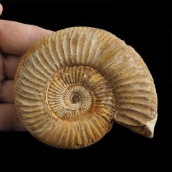 AMONIT Perisphinctes - 96 mm - JURA GÓRNA - MADAGASKAR