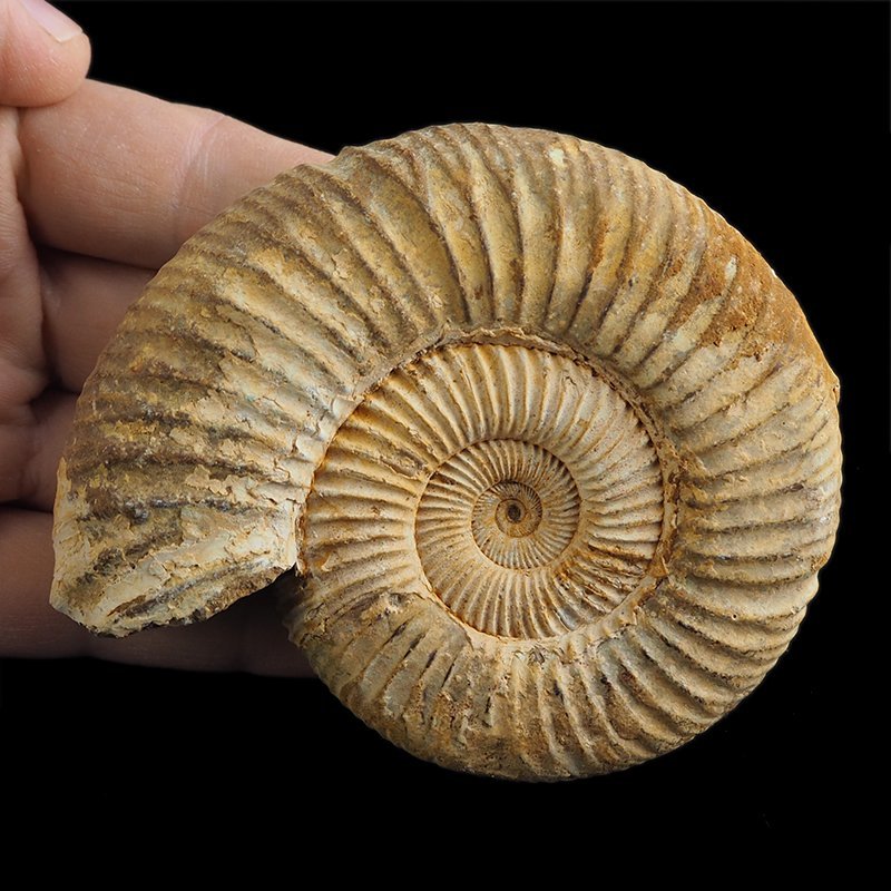 AMONIT Perisphinctes - 96 mm - JURA GÓRNA - MADAGASKAR