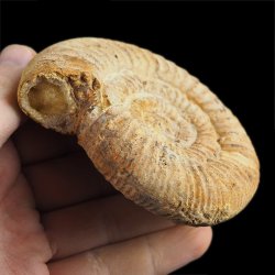 AMONIT Perisphinctes - 87 mm - JURA GÓRNA - MADAGASKAR
