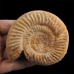 AMONIT Perisphinctes - 87 mm - JURA GÓRNA - MADAGASKAR