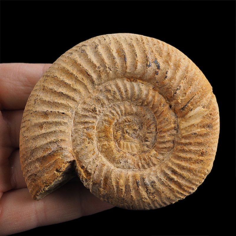 AMONIT Perisphinctes - 87 mm - JURA GÓRNA - MADAGASKAR