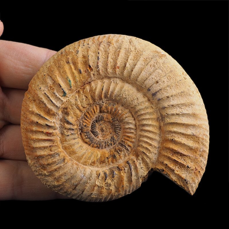 AMONIT Perisphinctes - 87 mm - JURA GÓRNA - MADAGASKAR