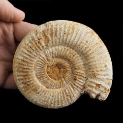 AMONIT Perisphinctes - 103 mm - JURA GÓRNA - MADAGASKAR