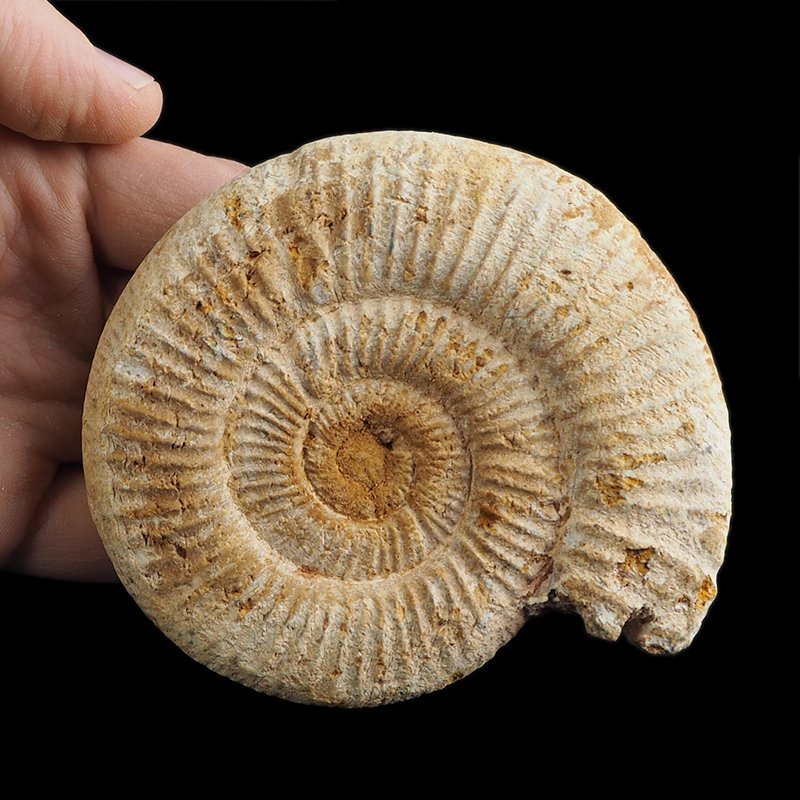 AMONIT Perisphinctes - 103 mm - JURA GÓRNA - MADAGASKAR