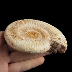 AMONIT Perisphinctes - 103 mm - JURA GÓRNA - MADAGASKAR