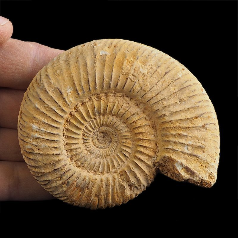 AMONIT Perisphinctes - 89 mm - JURA GÓRNA - MADAGASKAR