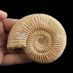 AMONIT Perisphinctes - 89 mm - JURA GÓRNA - MADAGASKAR