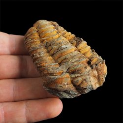 TRYLOBIT Flexicalymene ouzregui - ORDOWIK - 445 mln lat - MAROKO