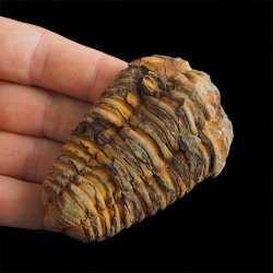 TRYLOBIT Flexicalymene ouzregui - ORDOWIK - 445 mln lat - MAROKO