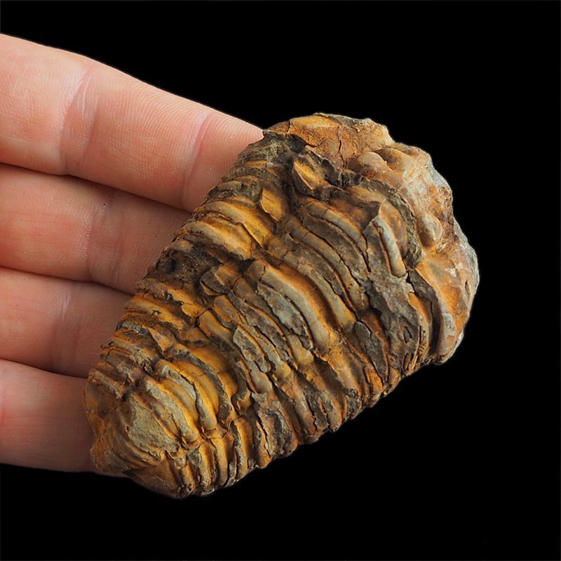 TRYLOBIT Flexicalymene ouzregui - ORDOWIK - 445 mln lat - MAROKO