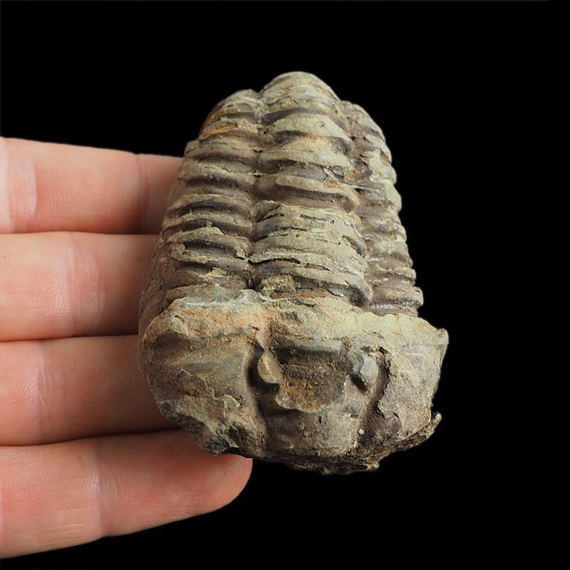 TRYLOBIT Flexicalymene ouzregui - ORDOWIK - 445 mln lat - MAROKO