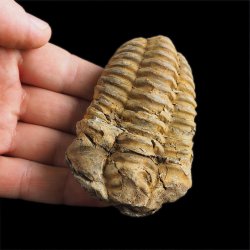 TRYLOBIT Flexicalymene ouzregui - ORDOWIK - 445 mln lat - MAROKO