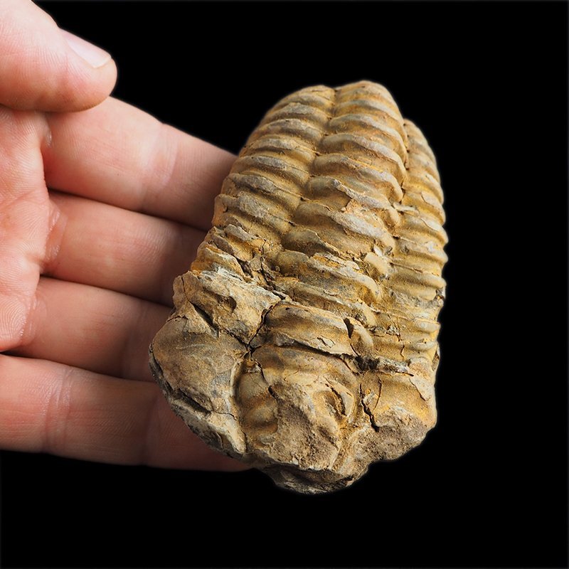 TRYLOBIT Flexicalymene ouzregui - ORDOWIK - 445 mln lat - MAROKO
