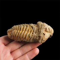 TRYLOBIT Flexicalymene ouzregui - ORDOWIK - 445 mln lat - MAROKO