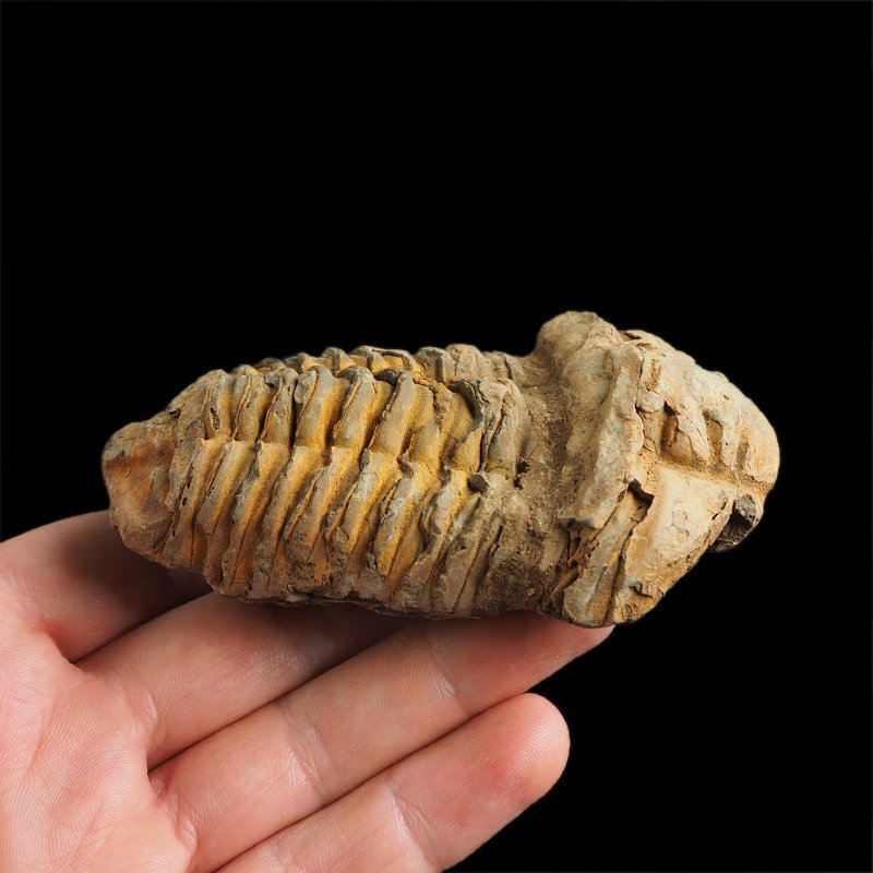 TRYLOBIT Flexicalymene ouzregui - ORDOWIK - 445 mln lat - MAROKO