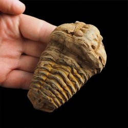 TRYLOBIT Flexicalymene ouzregui - ORDOWIK - 445 mln lat - MAROKO