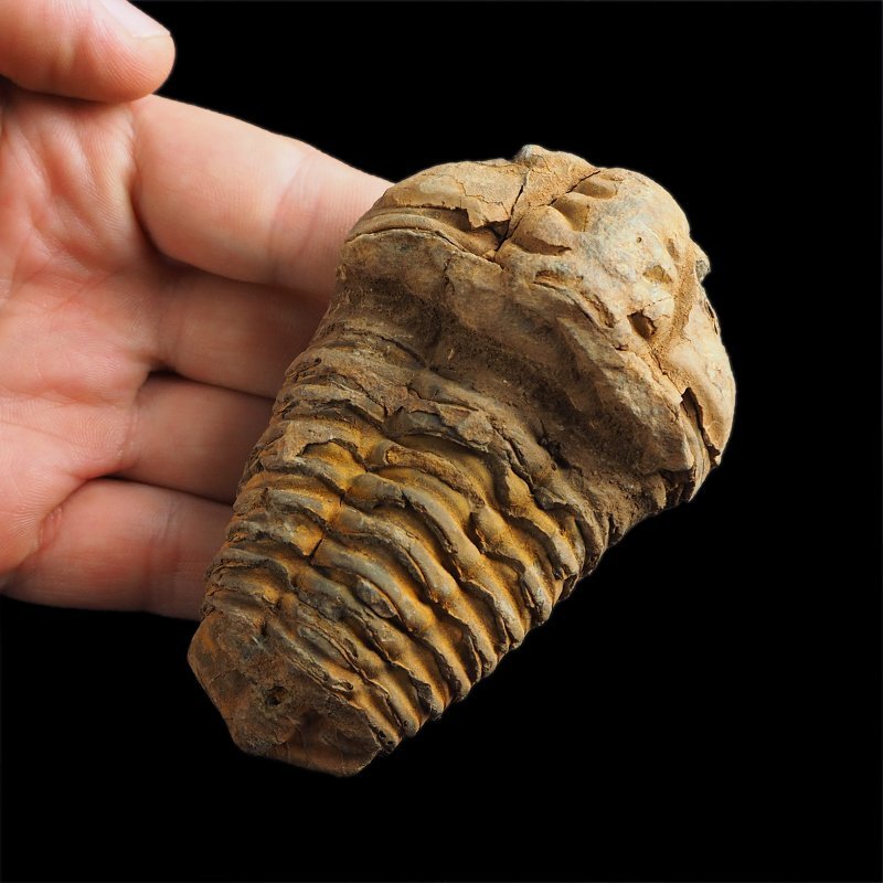 TRYLOBIT Flexicalymene ouzregui - ORDOWIK - 445 mln lat - MAROKO