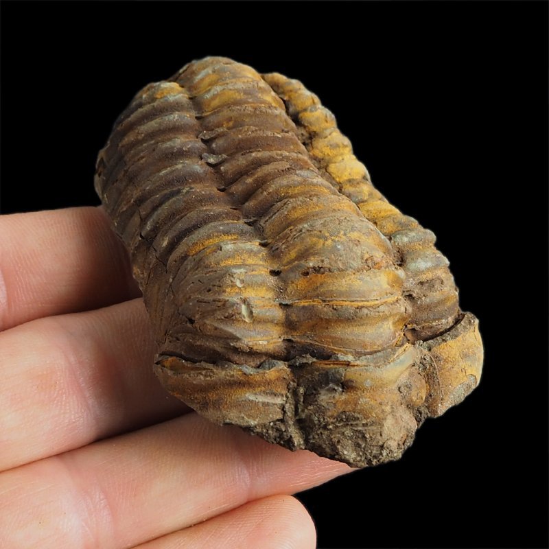 TRYLOBIT Flexicalymene ouzregui - ORDOWIK - 445 mln lat - MAROKO