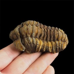 TRYLOBIT Flexicalymene ouzregui - ORDOWIK - 445 mln lat - MAROKO