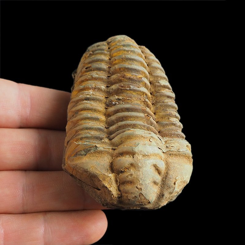 TRYLOBIT Flexicalymene ouzregui - ORDOWIK - 445 mln lat - MAROKO