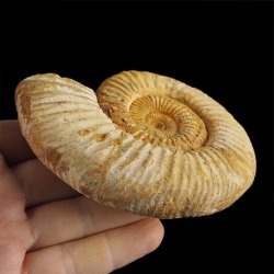 AMONIT Perisphinctes - 101 mm - JURA GÓRNA - MADAGASKAR