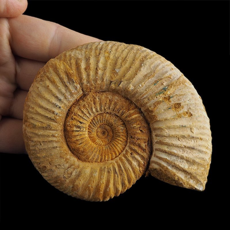 AMONIT Perisphinctes - 101 mm - JURA GÓRNA - MADAGASKAR