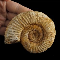 AMONIT Perisphinctes - 101 mm - JURA GÓRNA - MADAGASKAR