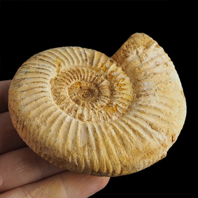 AMONIT Perisphinctes - 91 mm - JURA GÓRNA - MADAGASKAR