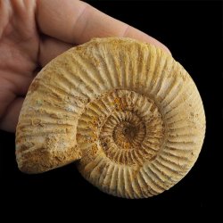 AMONIT Perisphinctes - 91 mm - JURA GÓRNA - MADAGASKAR
