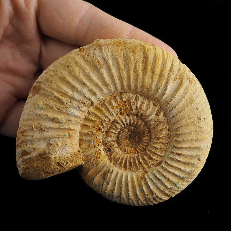 AMONIT Perisphinctes - 91 mm - JURA GÓRNA - MADAGASKAR