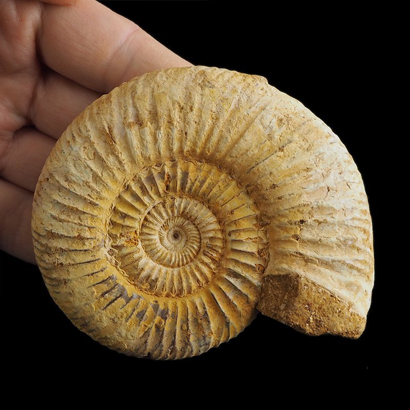 AMONIT Perisphinctes - 91 mm - JURA GÓRNA - MADAGASKAR