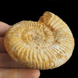 AMONIT Perisphinctes - 90 mm - JURA GÓRNA - MADAGASKAR