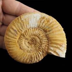 AMONIT Perisphinctes - 90 mm - JURA GÓRNA - MADAGASKAR