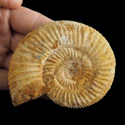 AMONIT Perisphinctes - 90 mm - JURA GÓRNA - MADAGASKAR