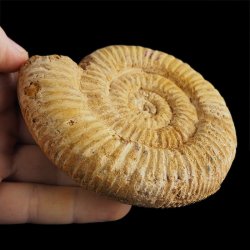 AMONIT Perisphinctes - 102 mm - JURA GÓRNA - MADAGASKAR