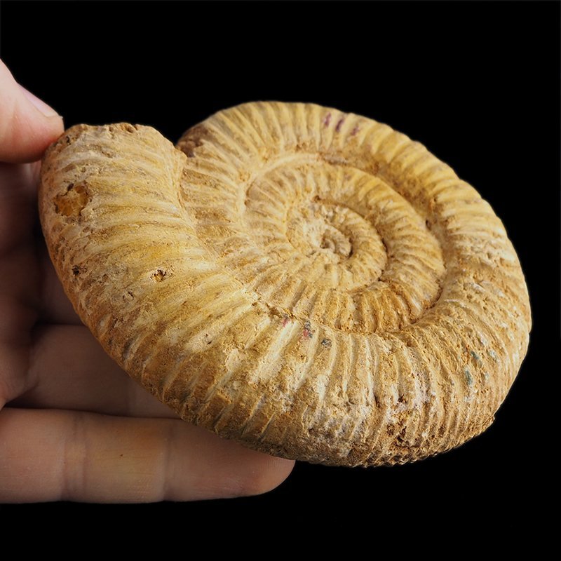 AMONIT Perisphinctes - 102 mm - JURA GÓRNA - MADAGASKAR