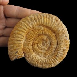 AMONIT Perisphinctes - 102 mm - JURA GÓRNA - MADAGASKAR