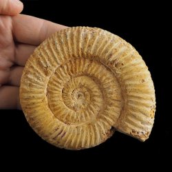 AMONIT Perisphinctes - 102 mm - JURA GÓRNA - MADAGASKAR
