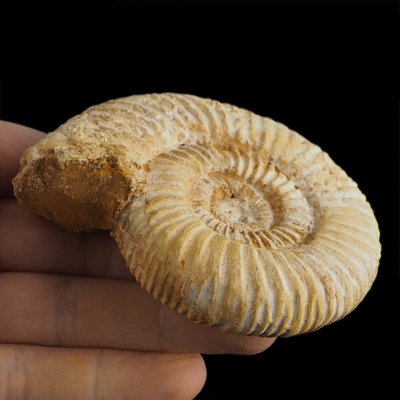 AMONIT Perisphinctes - 87 mm - JURA GÓRNA - MADAGASKAR