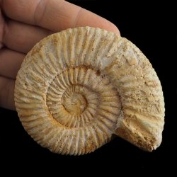 AMONIT Perisphinctes - 87 mm - JURA GÓRNA - MADAGASKAR
