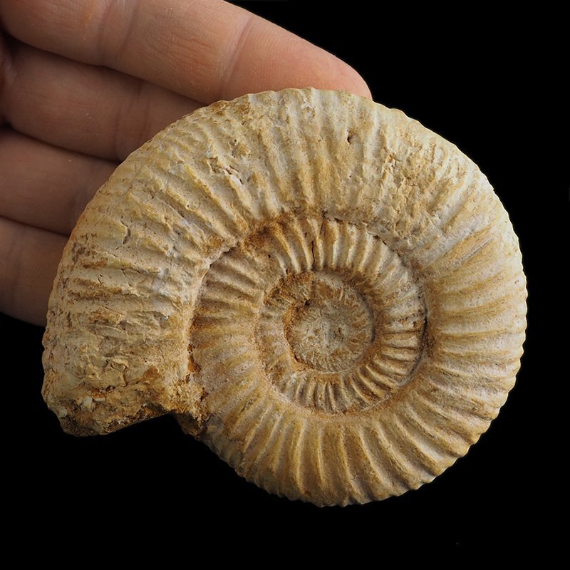 AMONIT Perisphinctes - 87 mm - JURA GÓRNA - MADAGASKAR