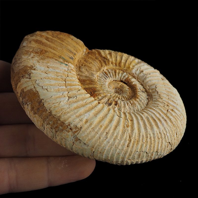 AMONIT Perisphinctes - 101 mm - JURA GÓRNA - MADAGASKAR