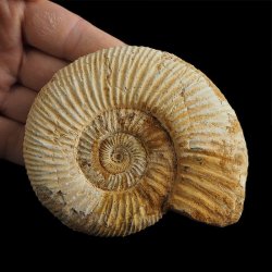 AMONIT Perisphinctes - 101 mm - JURA GÓRNA - MADAGASKAR